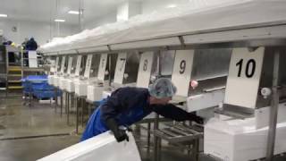 Working in Salmon Farming Processing [upl. by Dominique367]