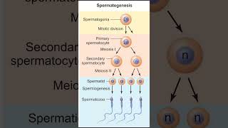 Gametogenesis  Spermatogenesis  Oogenesis [upl. by Zima951]