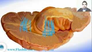 Lateral Ventricle and Insule  Brain Anatomy [upl. by Ahsat952]