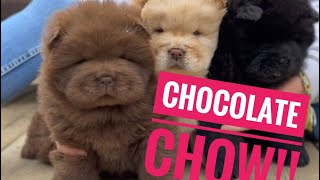 Chocolate Chow Chow Litter  6 Weeks Old April 2023 [upl. by Ytsihc]