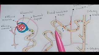 Nephron  Structure and function  Excretion  Bio science [upl. by Wadell]