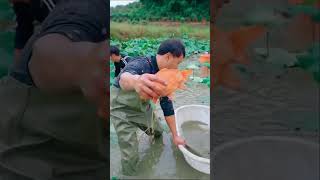 10 lakh taka diye pukur kine gold fish dhorlam 😱🥰 short fishing shortsfeed [upl. by Andris]