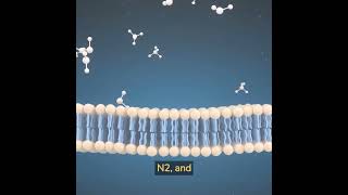 MetalOrganic Framework MOF Membrane with CO2 Recognition Capability short science [upl. by Clover]