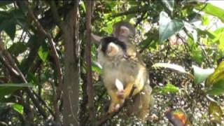 The Good Enough Squirrel Monkey [upl. by Trudy739]