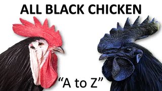 All Black Chicken Breeds  Black Chicken  Black Hen l A to Z [upl. by Odlo234]