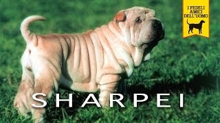 SHAR PEI trailer documentario [upl. by Aneeram282]