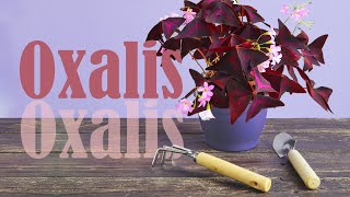 HOW to PROPAGATE OXALIS Triangularis by dividing  Watering tips [upl. by Shoshana]