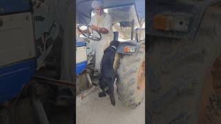 Black dog love dog blackdog viral shortvideo trending instagram [upl. by Arit523]