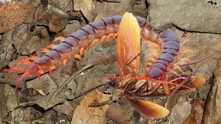 My centipede helps me remove cockroaches by hunting them [upl. by Trebled258]