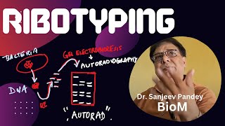 Ribotyping typify bacteria by RNA analyses  see ARDRA also [upl. by Ydner]