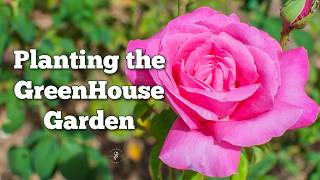 Planting an America Rose by the Greenhouse [upl. by Noside]