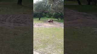 Ankole Watusi Cattle animals bull shorts ankolewatusi short cattle bulls horns [upl. by Stutzman]