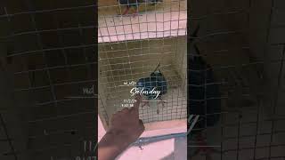 Ms brother loft pigeon pigeoncoop kabootar myloft kabutar birds [upl. by Amalia746]