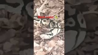 Black snake 🐍 music bollywood song lucknow zoo garden [upl. by Heurlin]