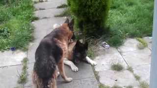 German Shepard an Akita Play fighting [upl. by Ketchum]