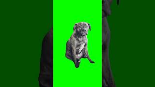 Upset dog talking meme Green Screen [upl. by Nylqcaj967]