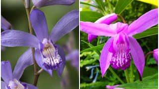 Bletilla striata 白芨兰 [upl. by Atsyrhc108]