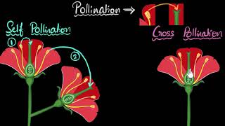 Pollination self amp cross  How do organisms reproduce  Biology  Khan Academy [upl. by Tyson300]