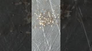 Antmagic antbabies ant nature antegg relaxing shortsviral hobbygarden viral viralshort yt [upl. by Graner181]