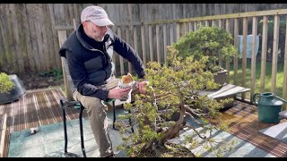 Juniper Rigida Bonsai Repotting [upl. by Hayton]