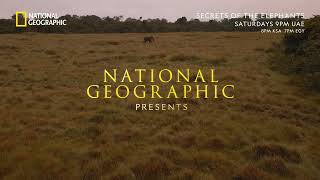 Tune In Promo  Secrets of the Elephants  National Geographic MENA [upl. by Lacy844]