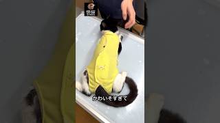 【猫動画】術後服で怪しさ爆烈。本当によかったのか… cat 子猫 猫のいる暮らし 猫との生活 保護猫 cute かわいい猫 kitty 肉球 はちわれ 術後服 避妊 去勢 [upl. by Rapp605]