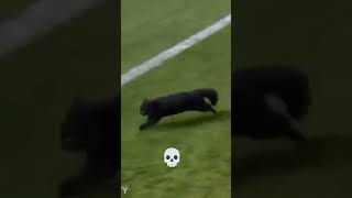 Edit créditosOWLKITTY THE BEST CAT IN FOOTBALL megumin anime megumi music memes megumiedit [upl. by Sair]