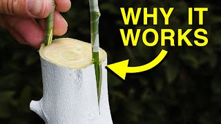 Easy Way to Graft a New Variety to a Fruit Tree [upl. by Shelley]