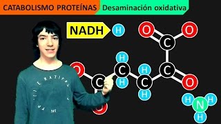 Catabolismo Proteínas Desaminación y Transaminación [upl. by Klos]