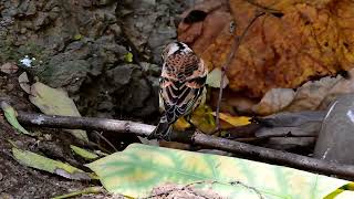 되새  Brambling [upl. by Rubel]