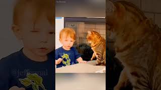 shortvideo funny petschannel petchannel yourcat pets cat catchannel yourpet [upl. by Brok]