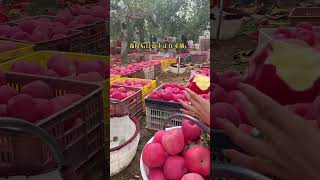 Harvesting apple fruit in store and test eat apple so fresh fruit natural videoshort [upl. by Jim]