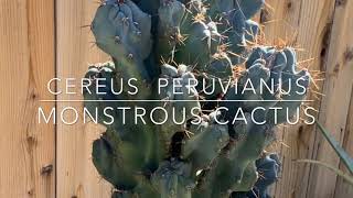 Cereus Peruvianus Monstrous Cactus [upl. by Siva]