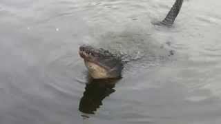 Bull Alligators bellowing at Gatorland in Orlando Florida [upl. by Artemus]