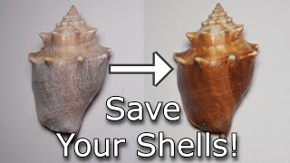 The Ultimate Shell Cleaning Method [upl. by Leilamag]