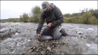 Opinion TONGARIRO CANAL  MAYOR OF TURANGI  FISH CAUGHT Fishing Vlogs [upl. by Eilrahs]