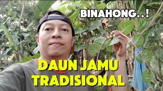 DAUN BINAHONG JAMU MUJARAP [upl. by Noxaj]