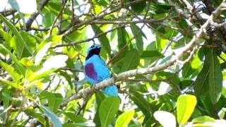 Turquoise Cotinga  Cotinga ridgwayi [upl. by Isaak]