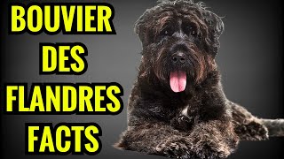 Bouviers des Flandres Facts  Top 13 Facts You Must Know [upl. by Brod]