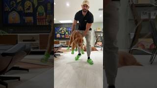 Angry Golden Retriever Tries On Crocs 😡🐶 dogcrocs goldenretriever dogdad [upl. by Dann]