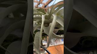 Discover the fascinating world of Tillandsia xerographica 💚 [upl. by Rodolfo]