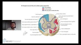 CURSO ANATOMIA MEDULA ESPINAL [upl. by Millhon]