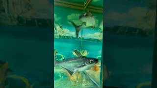 5 gold fish ki aankhe shark ne kha li youtube fish pets petsvlog animals pets goldfishreels [upl. by Annorah]