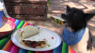 Busy Bee Dogs  Cinco De Mayo Crashers HD [upl. by Izogn]