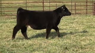 Ratliff Cattle Oct 2024 Tag 22 [upl. by Aihsinat751]