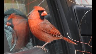 Cardinal rouge  Northern Cardinal  Cardinalis cardinalis [upl. by Alieka]