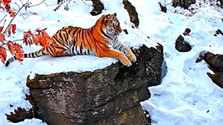 Amur Tiger The Worlds Most Majestic Predator [upl. by Ailem]