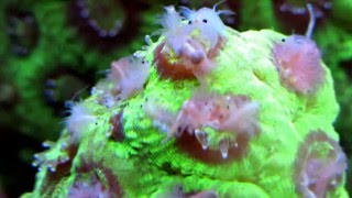 Aquarium life Part 18 LPS Favia Brain coral care feeding [upl. by Imiaj]