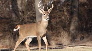 Whitetail deer call sound [upl. by Tedmann]