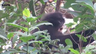 ค่างดำ Robinsons banded langur [upl. by Nnael]